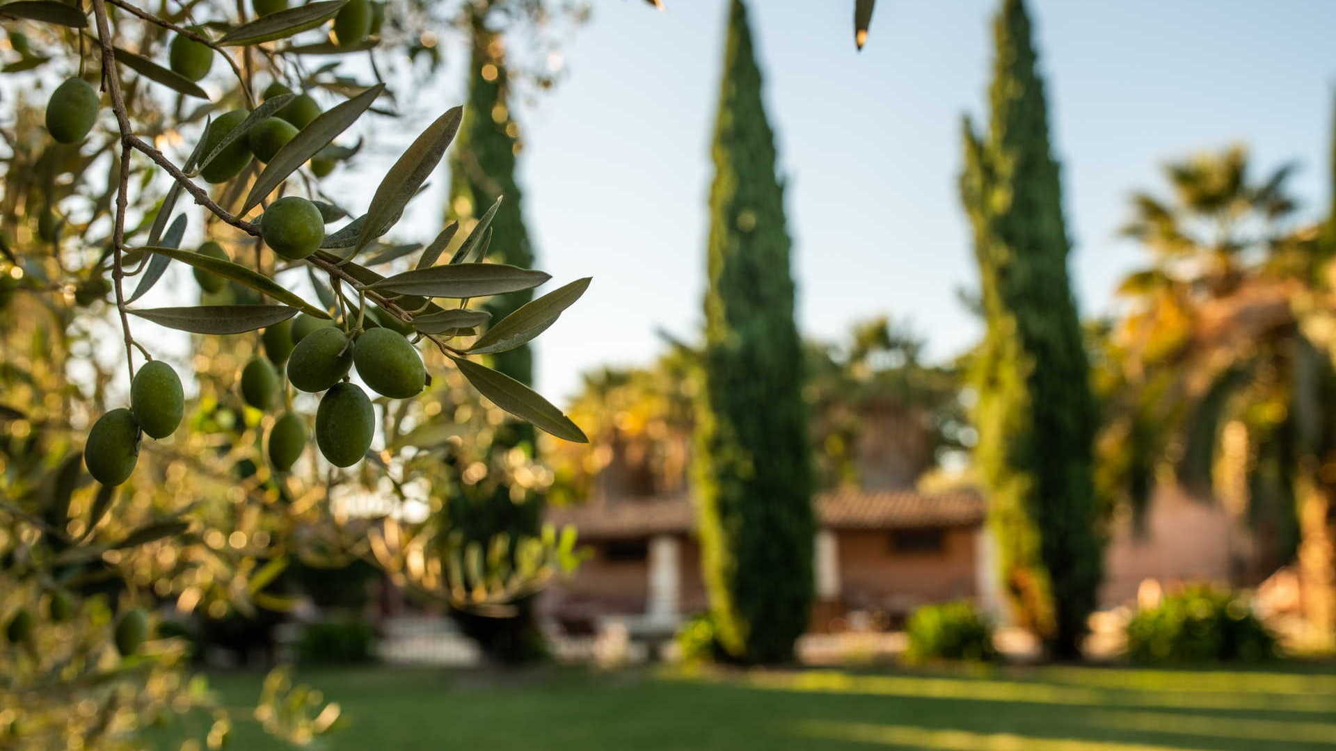 Olivier dans le jardin - Hotel Beaucaire - Domaine des Clos